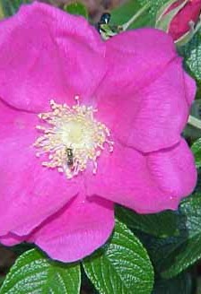 Beneficiile trandafirului rosa mosqueta