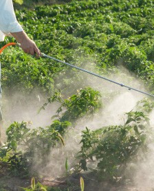 Ce trebuie sa stim despre pesticide